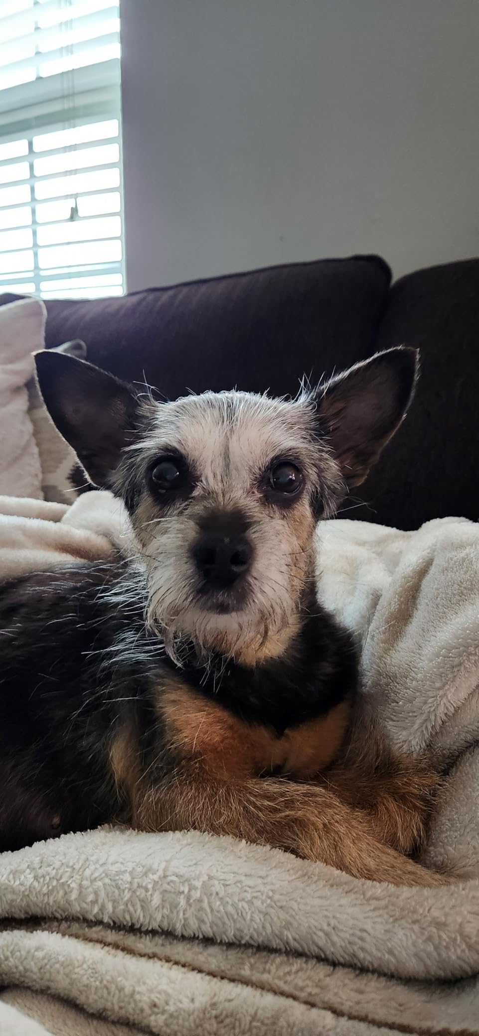 Greenies Pill Pockets for Dogs Large Size, Soft Dog Treats, with Real Peanut Butter, 15.8 oz. Pouch (60 Treats) photo review