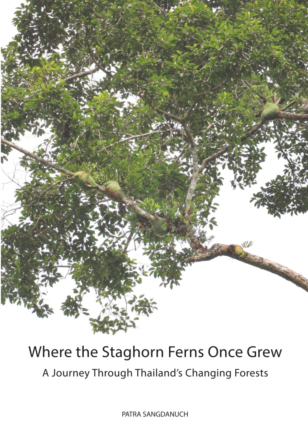 Where the Staghorn Ferns Once Grew: A Journey Through Thailand’s Changing Forests (Staghorn Fern (Platycerium) Complete Guides)