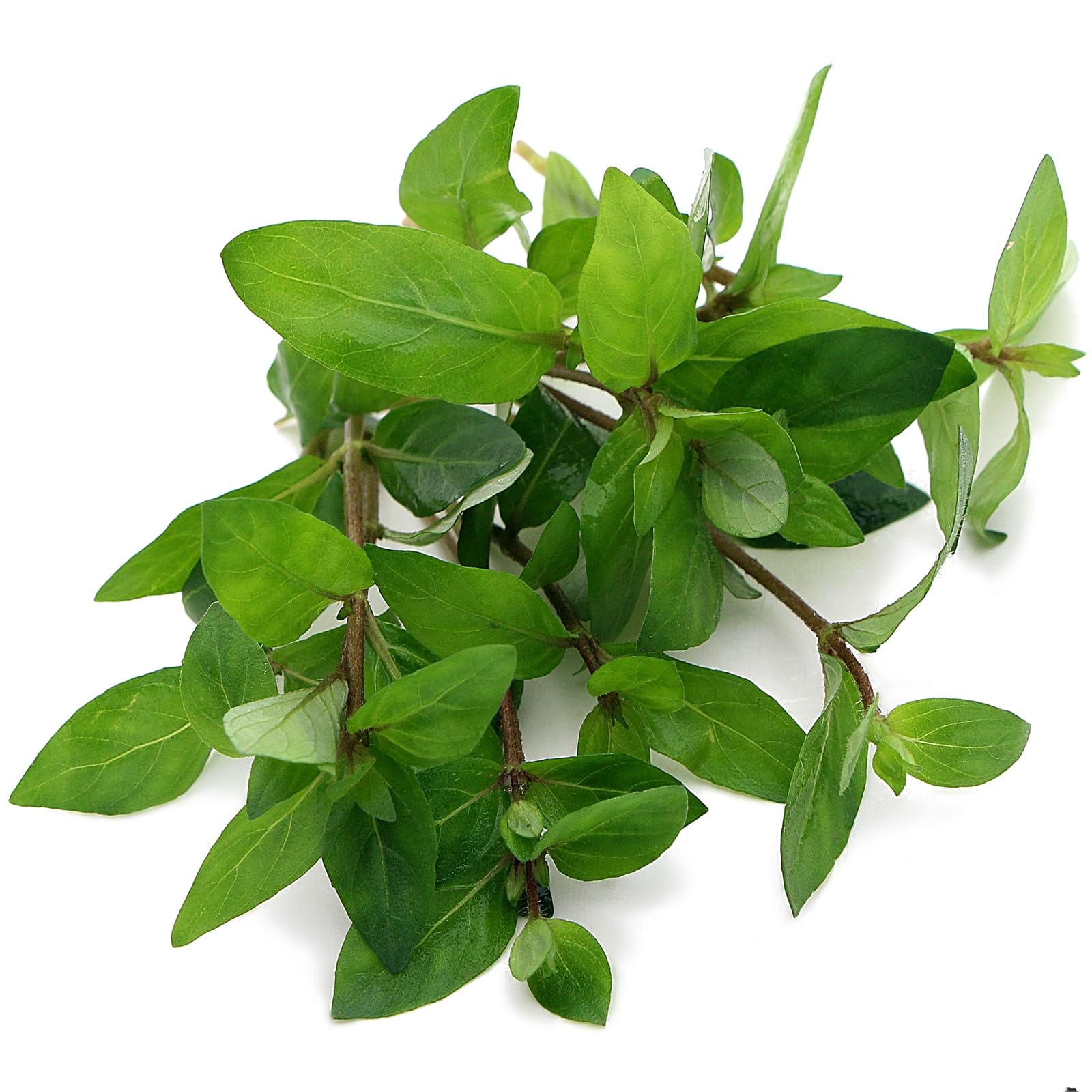 K2AQUA Staurogyne Repens Live Aquarium Plant Carpet Effect Foreground Midground Aquascaping for Tropical Tank (20)