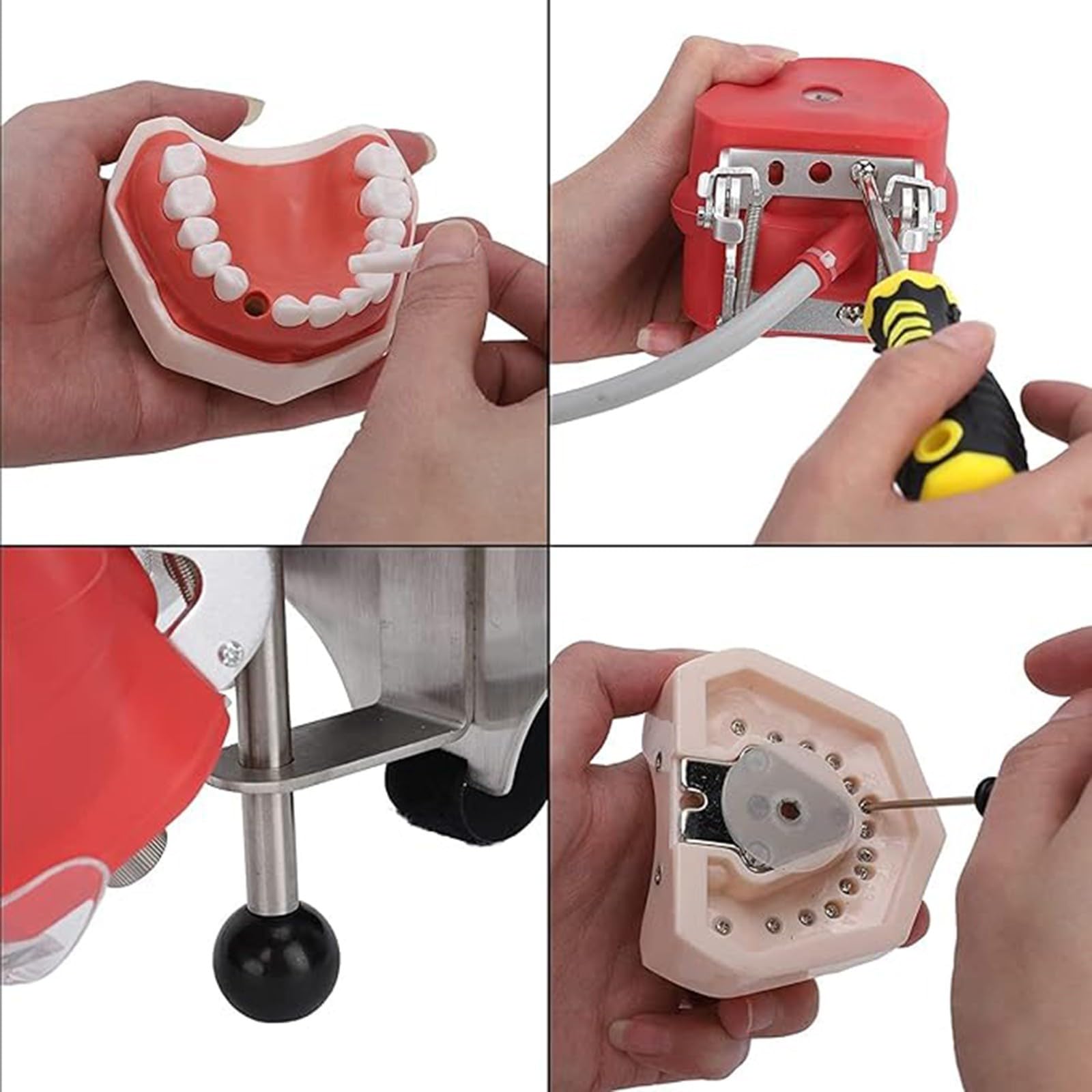 Modello di testa di manichino per simulatore dentale orale Modello di testa di manichino per dentisti e assistenti dentali Dimostrazione pratica A