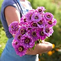 Vista 71 de Eden Brothers - Semillas de zinnia, cactus con flores, sin OMG, plantar en primavera, paquete, flores de bajo mantenimiento, zonas 3, 4, 5, 6, 7, 8