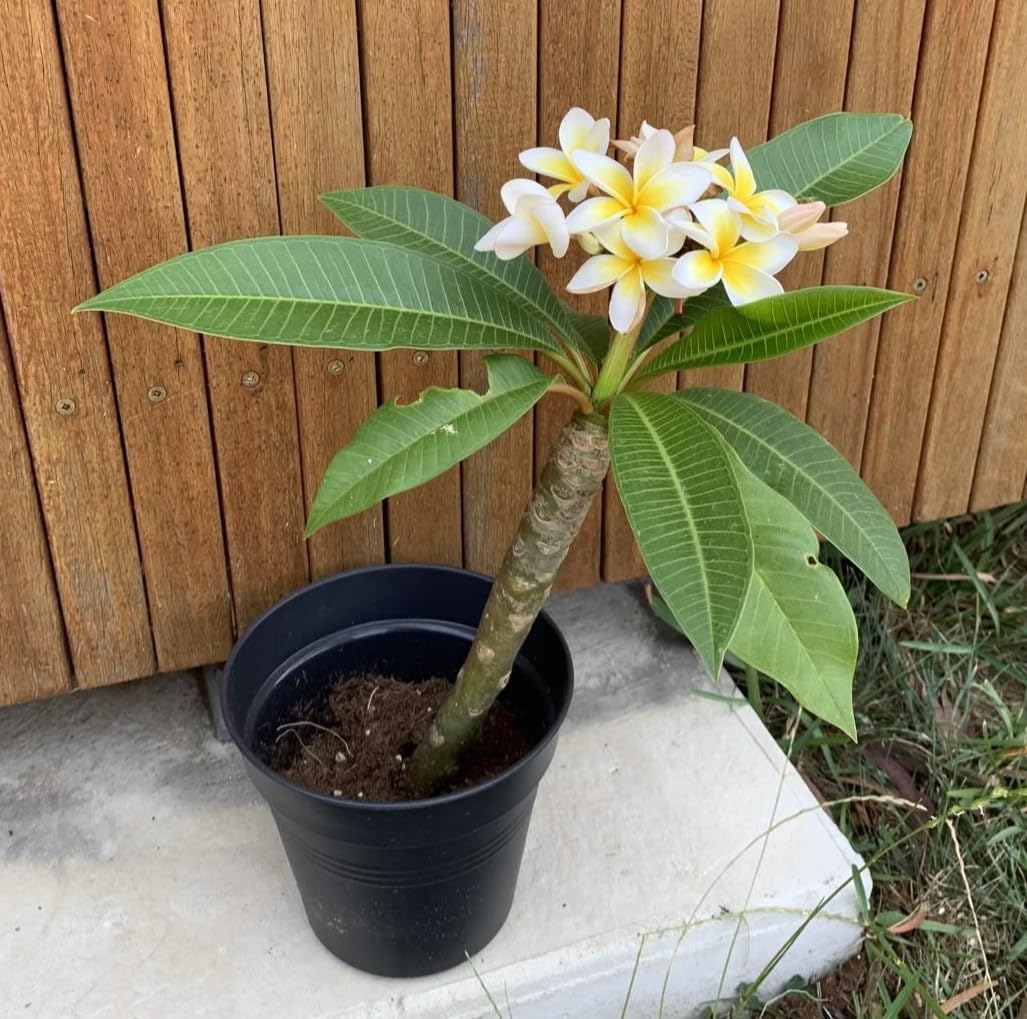 Original White & Yellow Colour Plumeria Flower Plant, hybrid