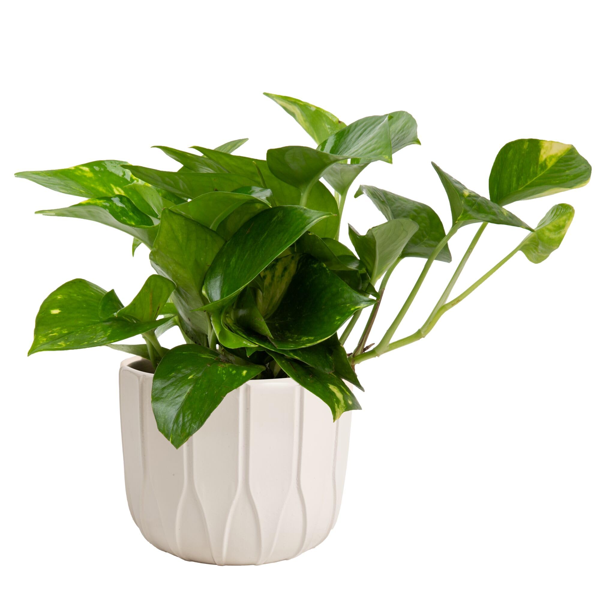 Costa Farms Golden Pothos, Live Indoor Plant, Trailing Vine, Air Purifying