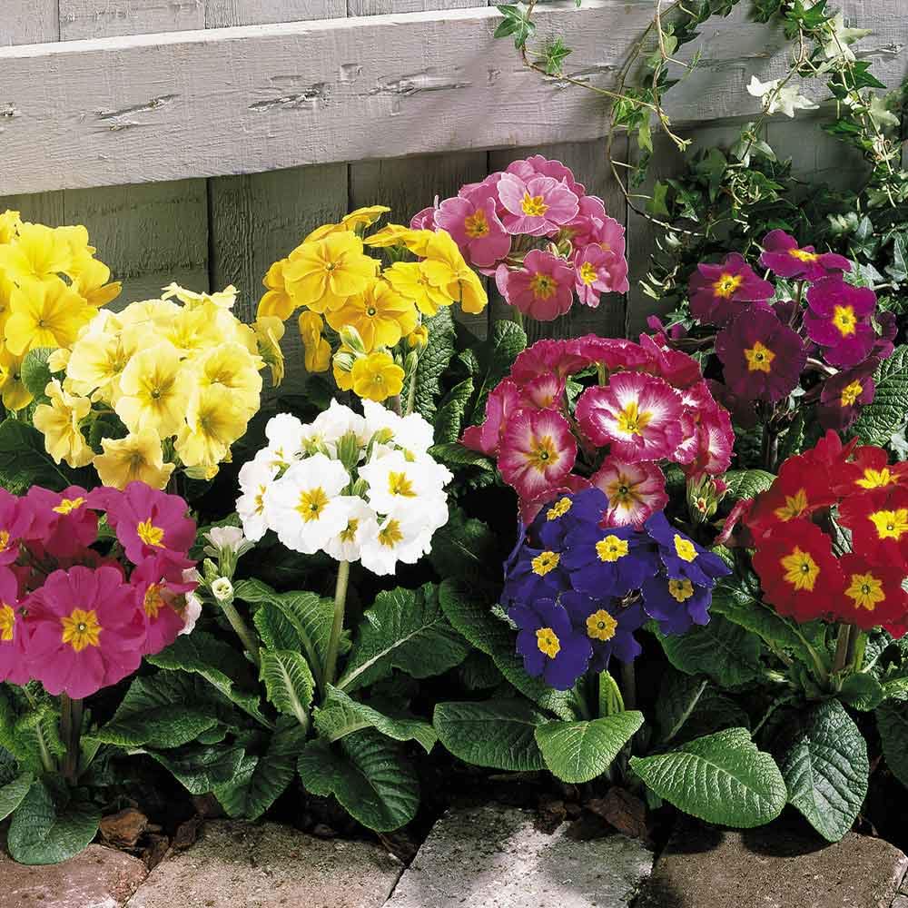 16x Mixed Coloured Winter, Spring Flowering Polyanthus Plants, Garden Ready not Plug Plants