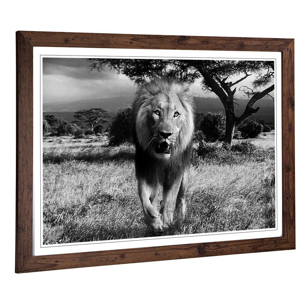 Big Box Art Framed Print of Lion (1) Design | Wall Art Picture | Home Decor for Kitchen, Living, Dining Room, Lounge, Bedroom, Hallway, Office, Walnut, A2 / 24.5x18 Inch / 62x45cm