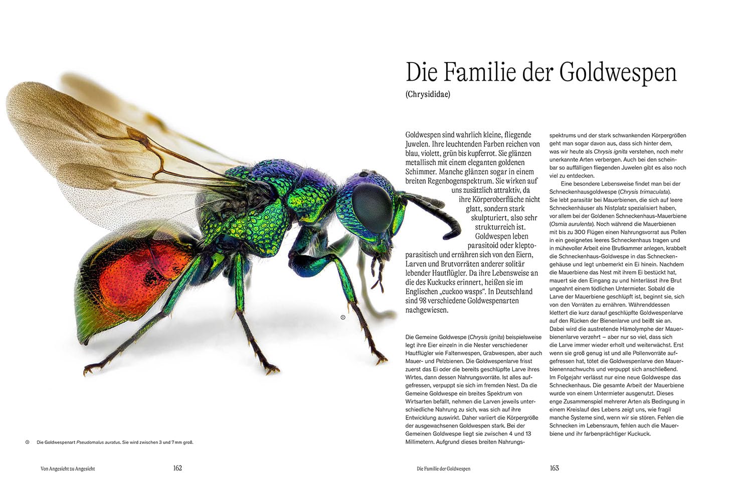 Von Angesicht zu Angesicht: Auf Augenhöhe mit heimischen Insekten - faszinierende Fotos und wissenswerte Wunderfakten