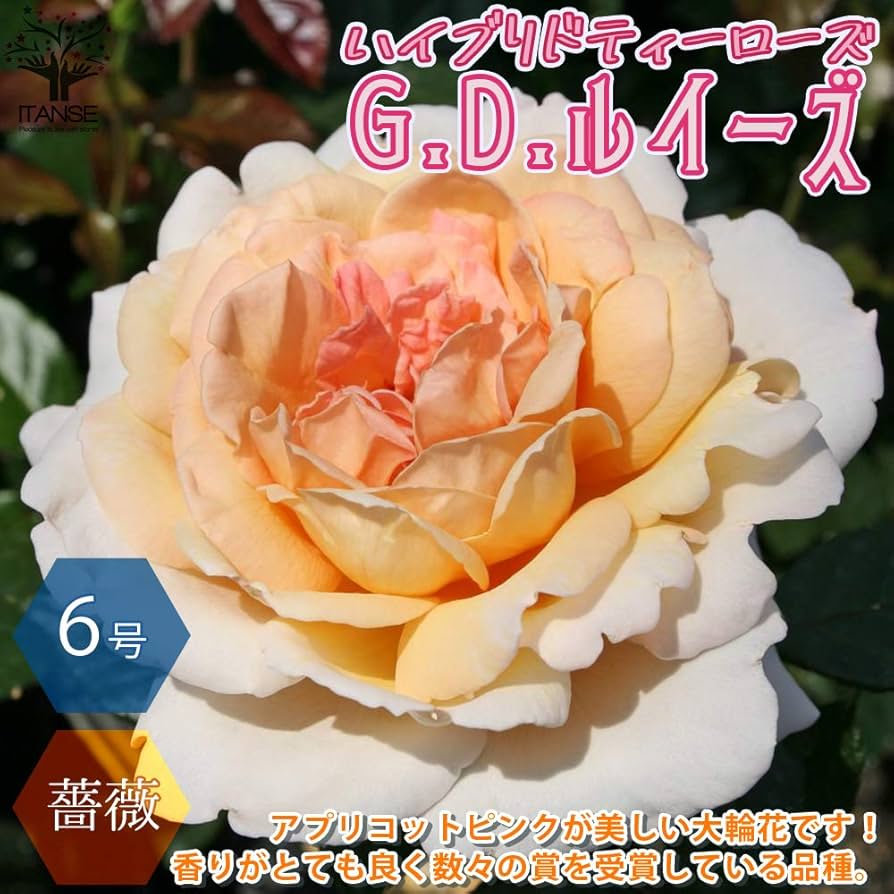 Amazon.co.jp: ITANSE G.D.ルイーズ 6号鉢 国産接ぎ木