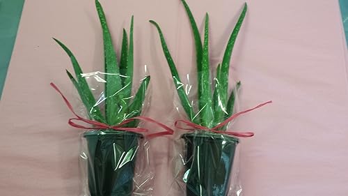 jmbamboo-Dos plantas sanas y fuertes de aloe vera con musgo de 8 pulgadas de alto con raíces fuertes. disponible en Yaxa Costa Rica