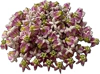 100PCS Small Pink Calotropis Gigantea Crown Flower Thai Clay Beads 1.2cm - DIY Jewelry Making Craft Supplies