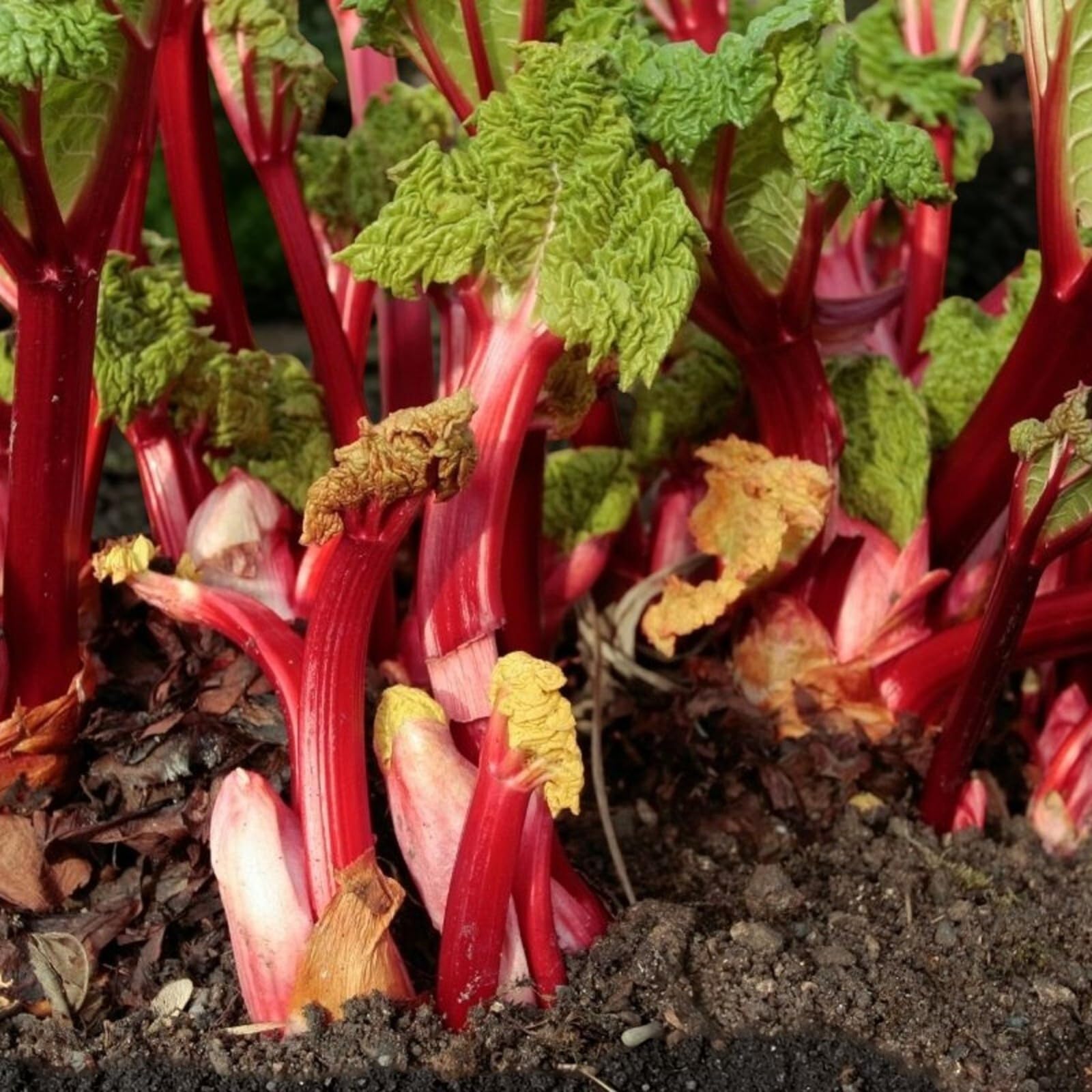 Carbeth Plants Rhubarb Plant in 3L Pot (Timperley Early)