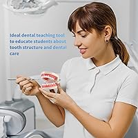 Vista 9 de Modelo de dientes estándar para adultos, modelo de dentadura de demostración de Typodont Modelo de dientes de boca Suministros dentales