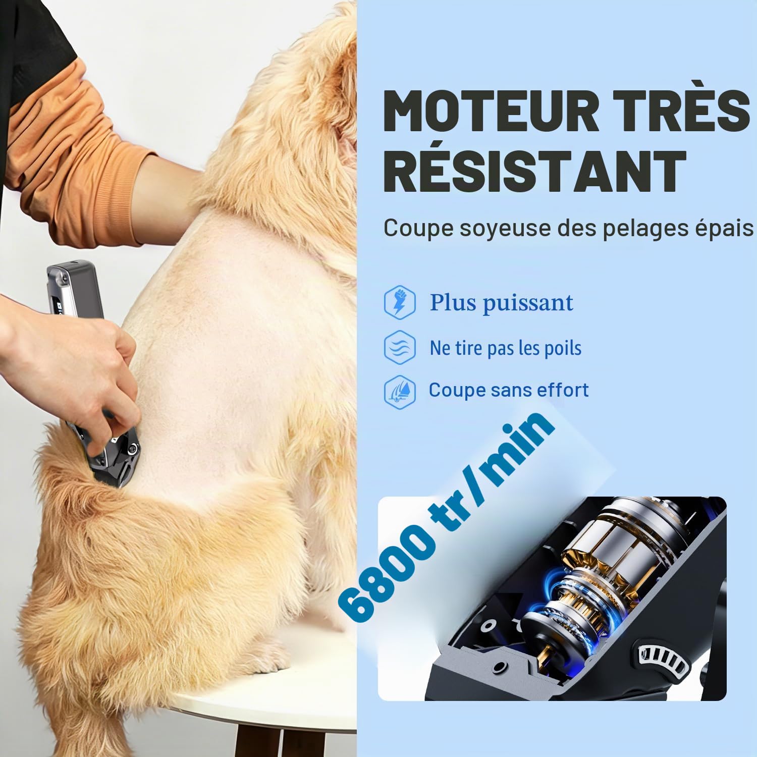 Tondeuse pour chiens avec peignes métalliques amovibles et lame de rechange amovible, tondeuse pour chiens, rasoir pour chiens, tondeuse professionnelle pour poils épais