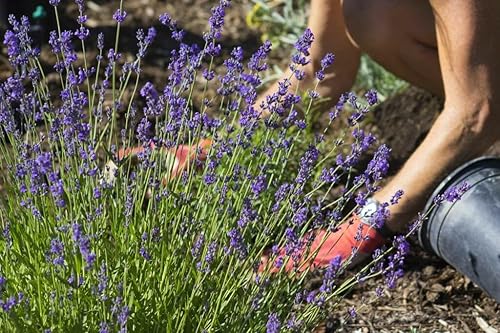 Miniatura 3 de Gardenera Suelo para macetas de lavanda garantiza la salud y el éxito de tus plantas de lavanda - 1 cuarto de galón