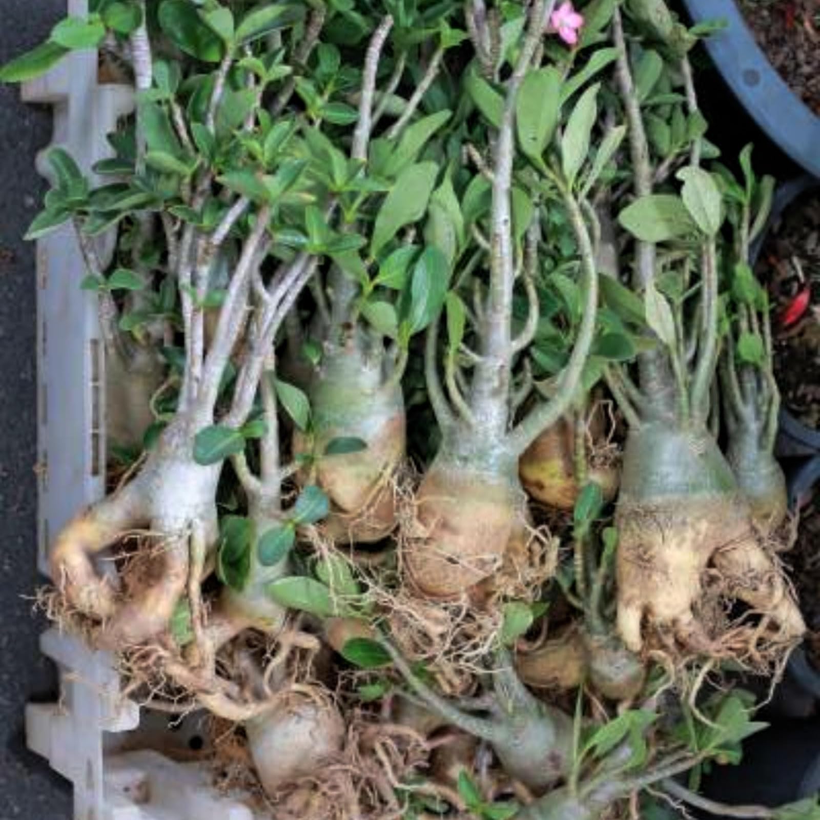 Wüstenrose Adenium Obesum – Winterharte Knolle Für Garten, Balkon & Topfkultur – Pflegeleichte Pflanze Für Anfänger