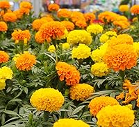 Vista 1 de Caléndula CRACKERJACK 500 Semillas (Tagetes erecta) Sin OMG - reliquia