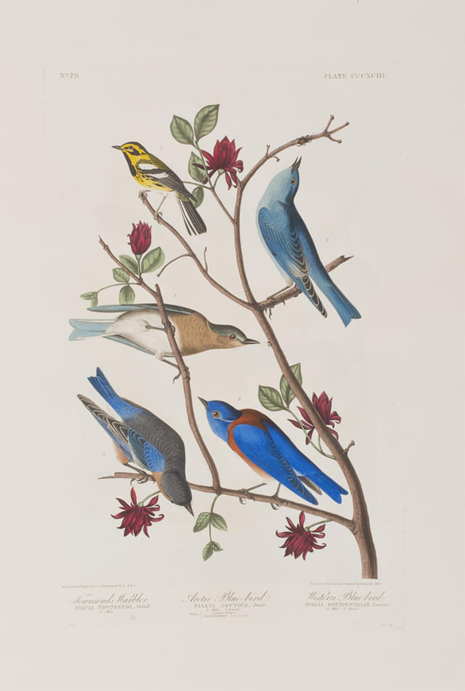Posteriik No Frame Famous Modern Artwork Art Mural Illustration From Birds Of America By John Jamess Audubon Oil Paintings Pictures For Home Decor 60X90cm