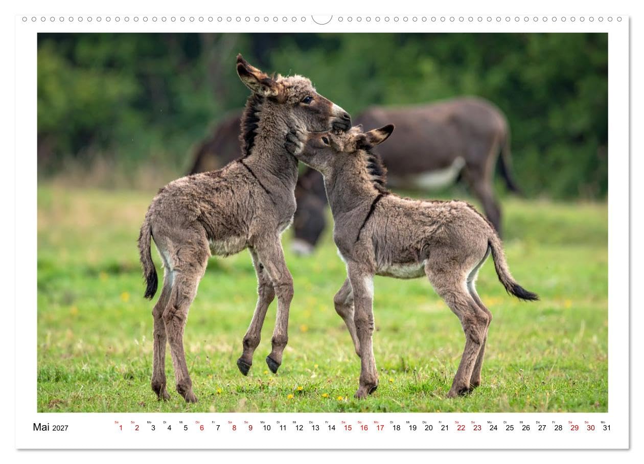 Kleine und große Eselein (Wandkalender 2027 DIN A2 quer), CALVENDO Monatskalender: Weiche Ohren, sanfte Seelen, lustige Stimmung - so sind Esel (CALVENDO Tiere)