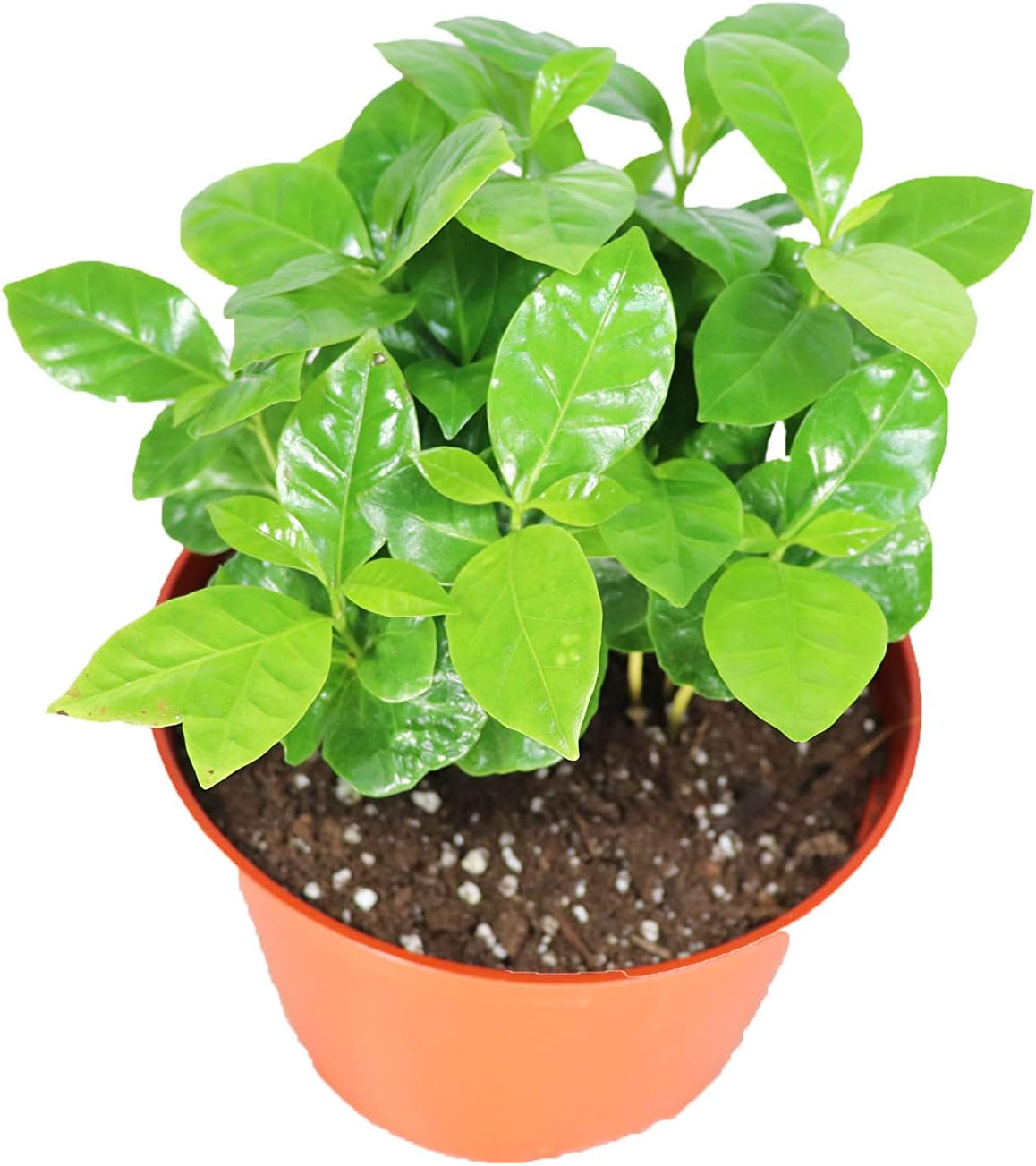 Arabica Coffee Plant - 6'' from California Tropicals