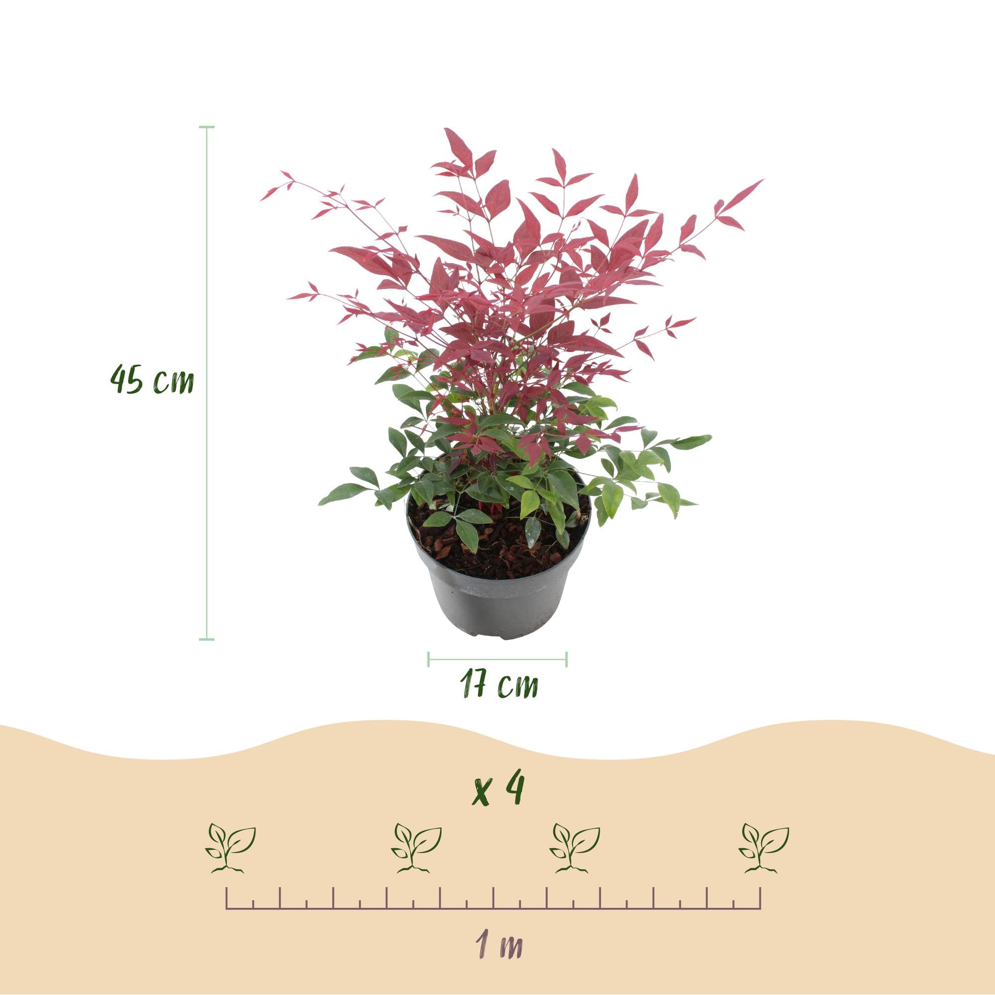 Piante di Nandina da Esterno, Giallo e Rosso, Set di 2, Vaso 17cm
