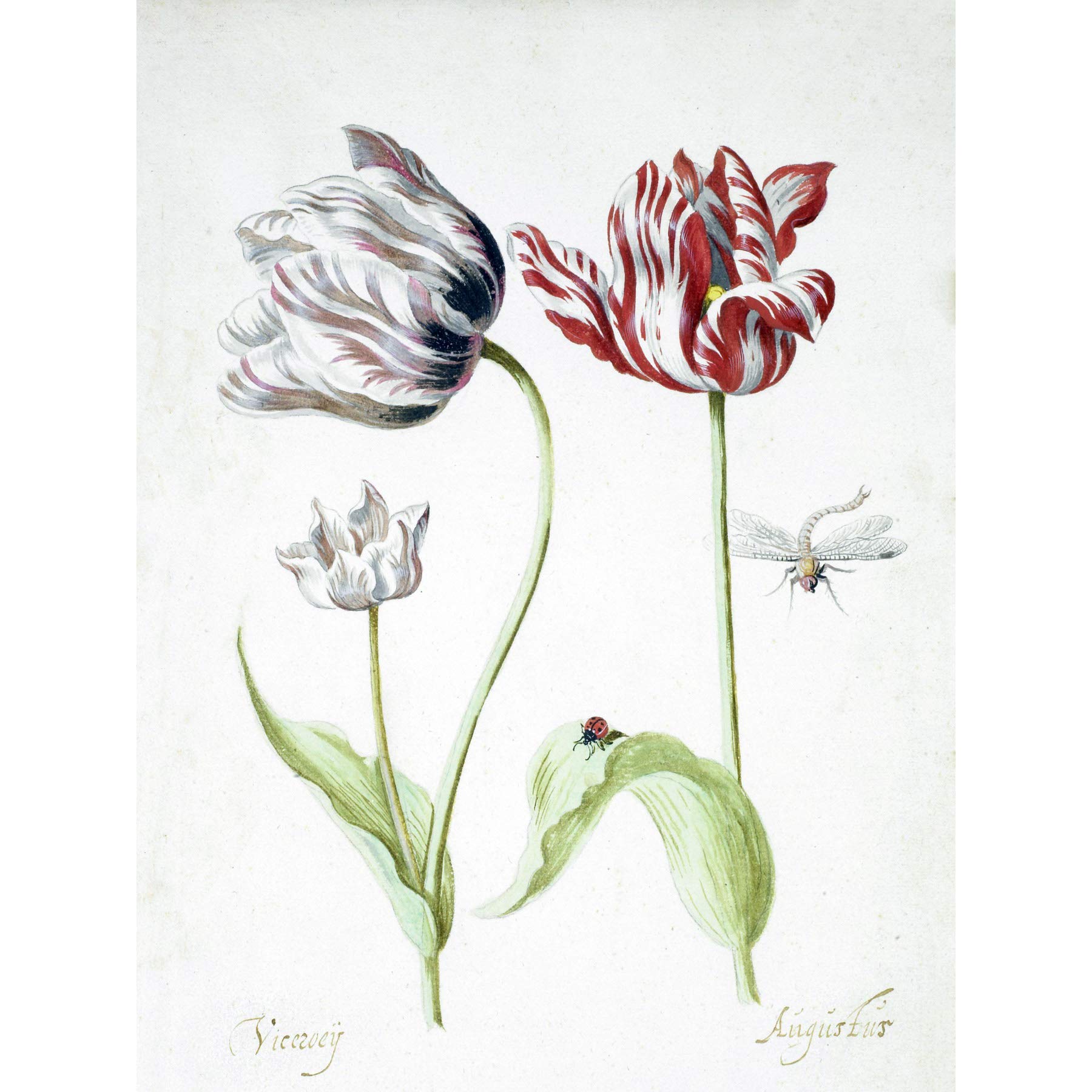 Artery8Artery8 Jacob Marrel Two Tulips Insects Drawing Premium Wall Art Canvas Print 18X24 Inch