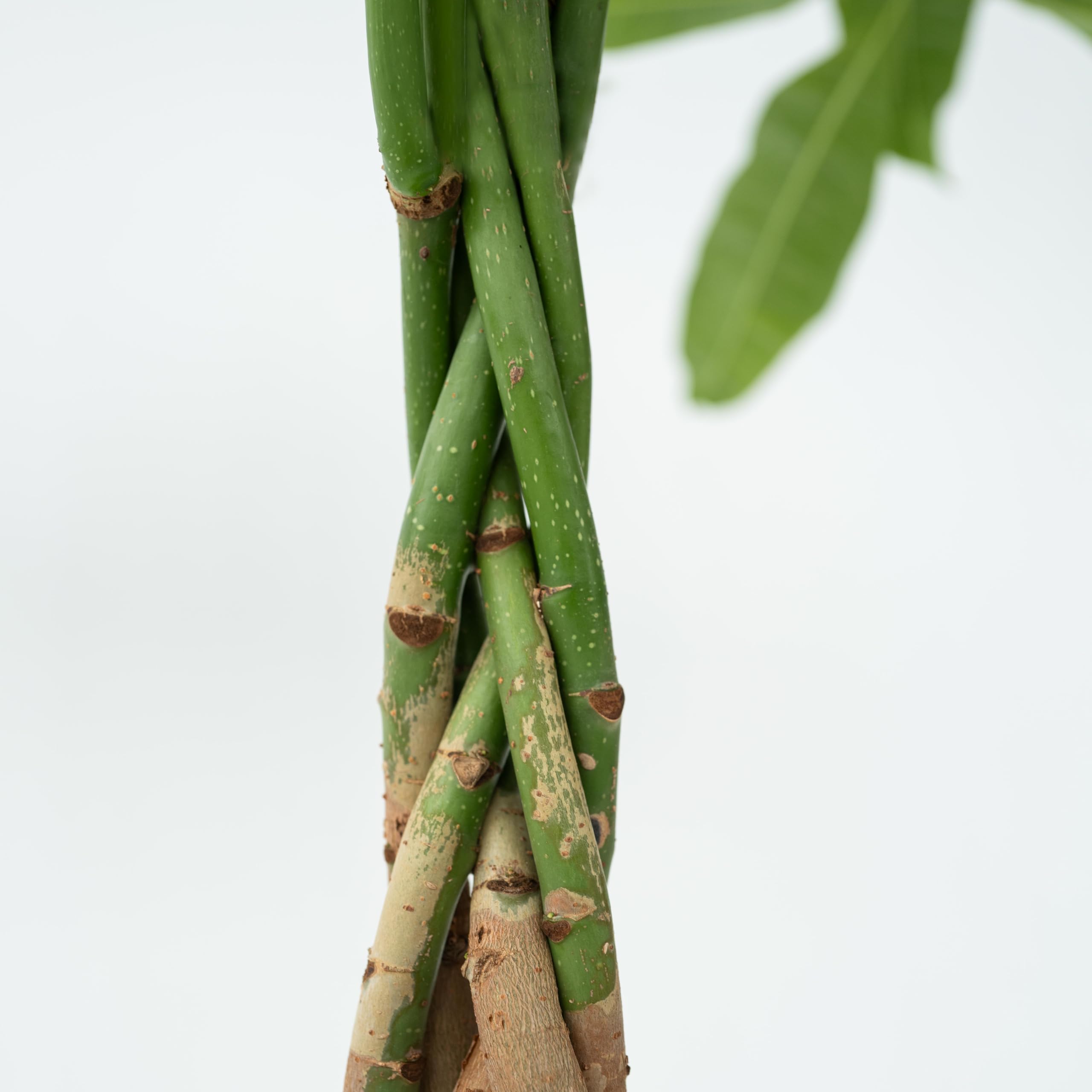 Plant in a Box - Pachira Auatica - Drzewko pieniędzy - Doniczka 17cm - Wysokość 60-70cm