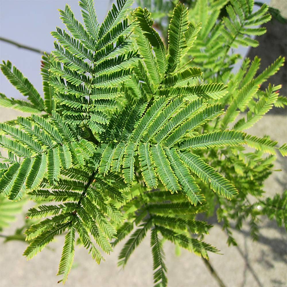 ミモザアカシア 樹高100cm 楽天市場】【アカシア属】アカシアミモザ（アカシアデクレンス）3.5号