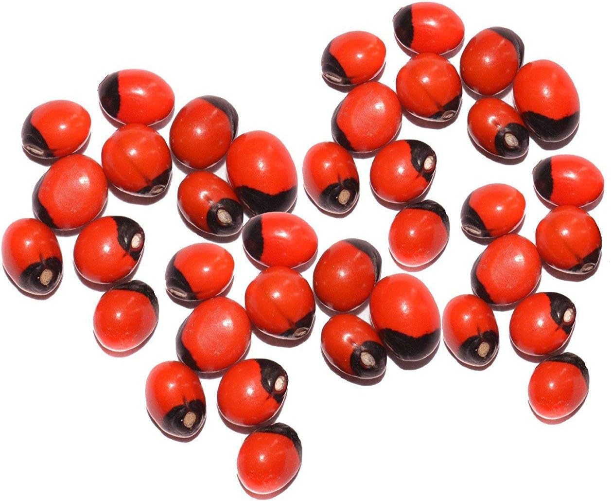 Poojan Samagri ||Natural Rakt Gunja -Red Chirmi Beads -Abrus Seed -Gamanchi -Gaunchi -Rati -Gulaganji -Guruvinda -Guruginia -11 pcs -Good for Wealth Benefit by Shanky & Shiney (11)