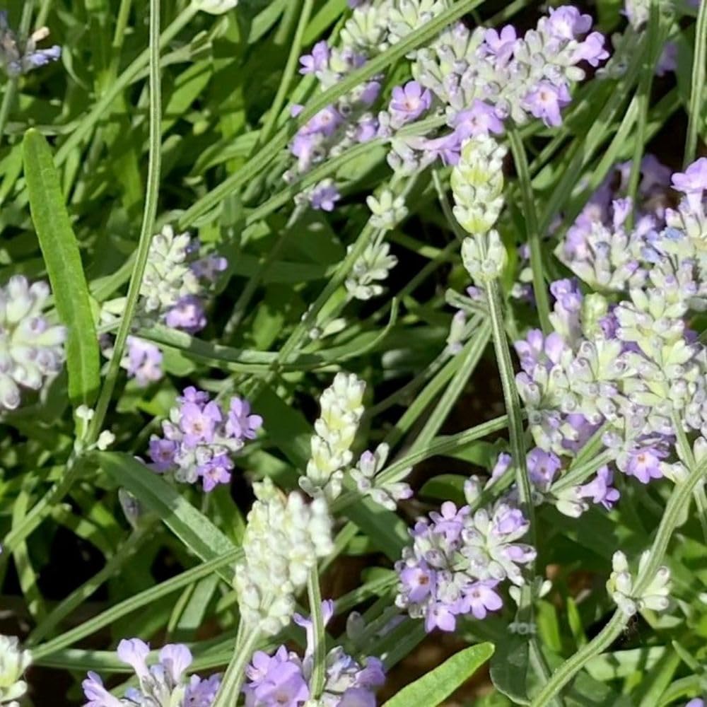 Lavandula angustifolia Little Lady Dwarf English Lavender Plant, Compact & Aromatic, Ideal for Borders & Containers, Pollinator Friendly, Hardy Perennial, 3 Litre Pot x 1, Thompson & Morgan