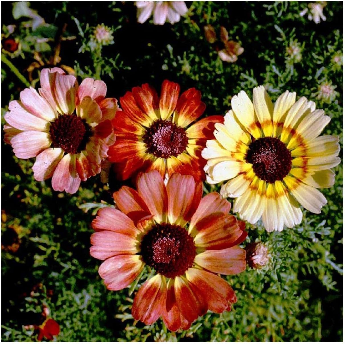 Everwilde Farms - 1 Lb Painted Daisy Wildflower Seeds - Gold Vault