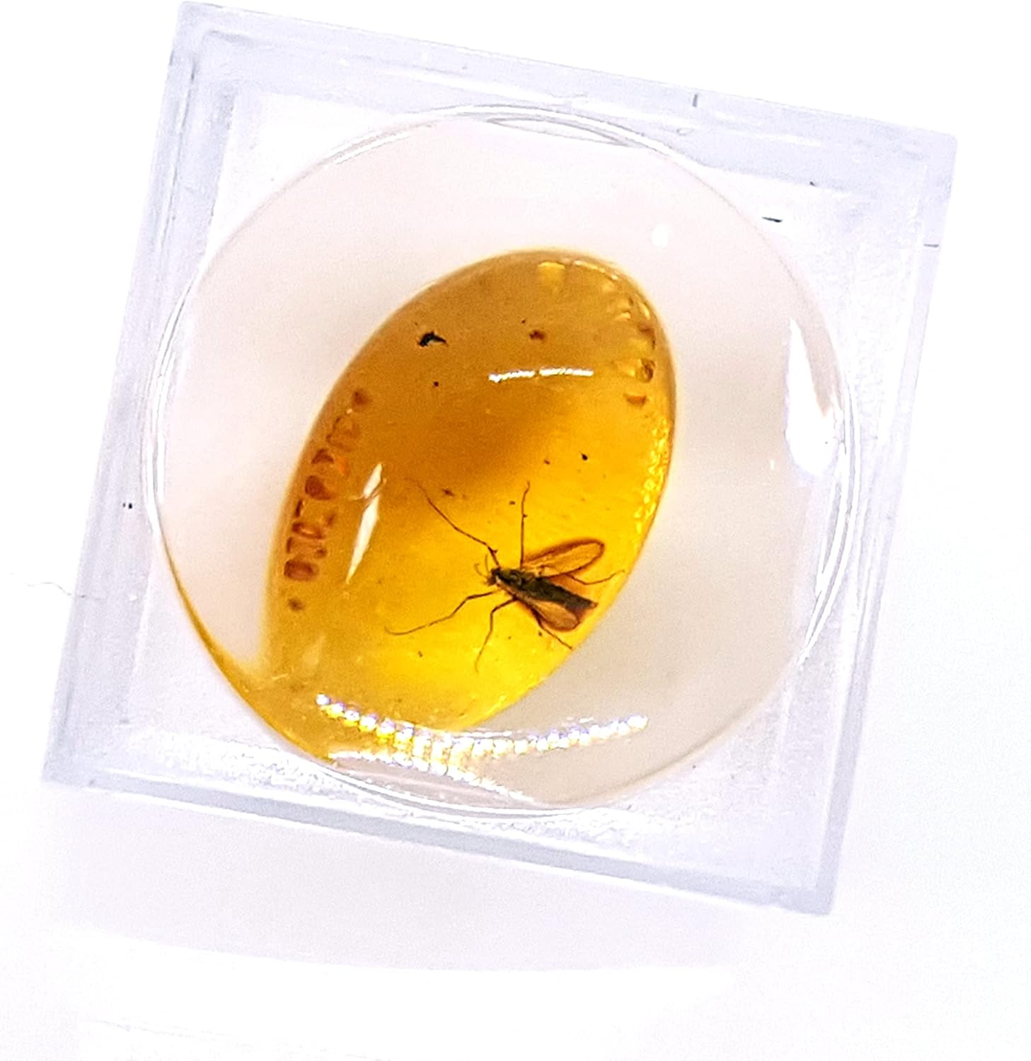 Genuine Fossil Baltic Amber with Inclusion with Magnifying Box/Beautiful Museum Grade : Baby