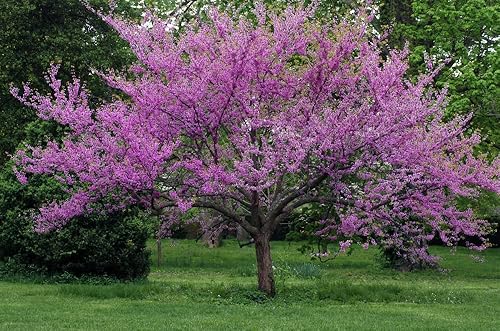Miniatura 2 de Red Bud Tree Seeds to Grow - Más de 30 semillas - Árbol con flores exóticas para patio o bonsái - Cercis chinensis - Árbol Redbud