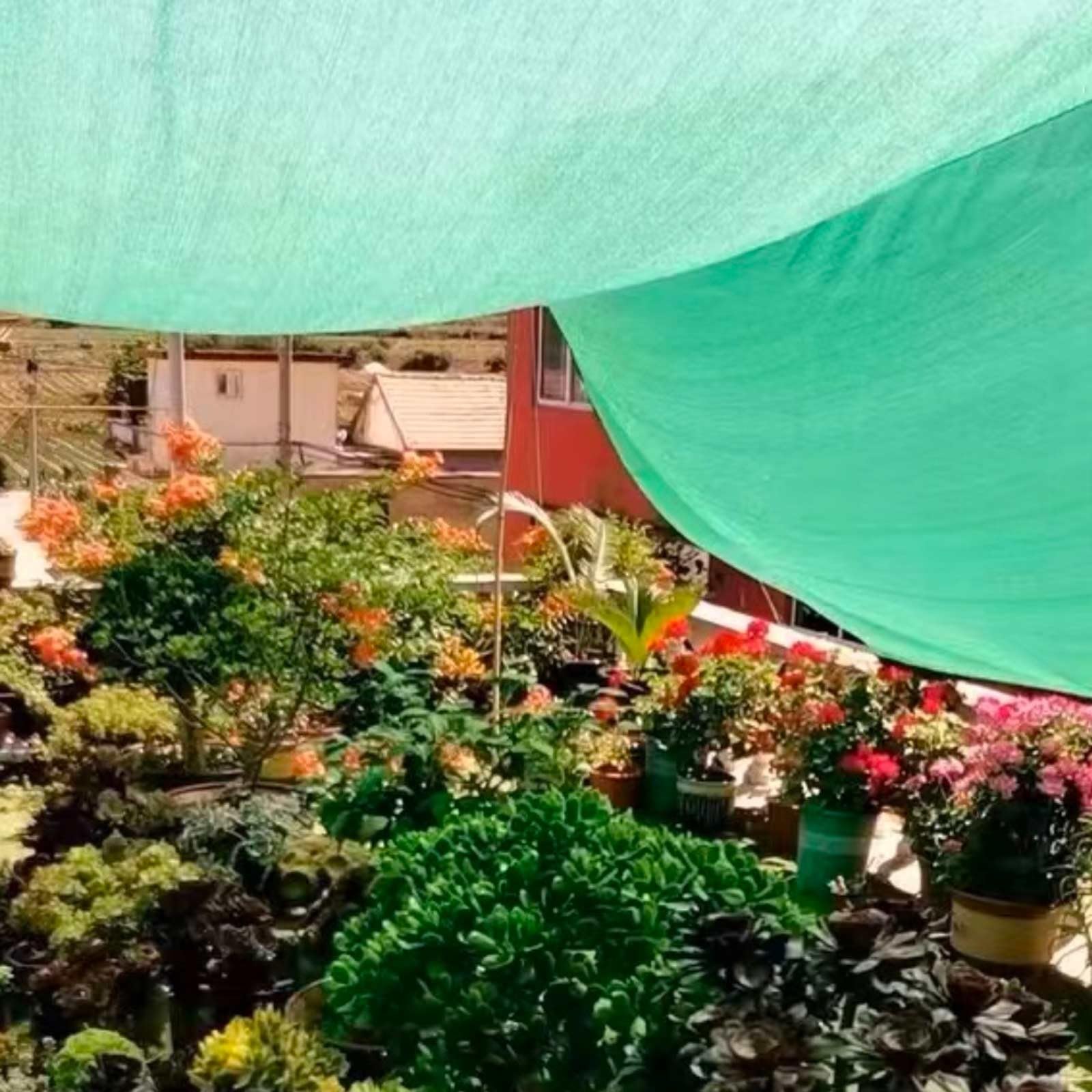 Copertura per Pergolato con Occhielli e Corde, Tessuto Resistente Ai Raggi UV, Rete Ombreggiante da Giardino, Tasso di Ombreggiatura del 55% per Serra, Capannone per Parcheggio, Cortile e Cuccia