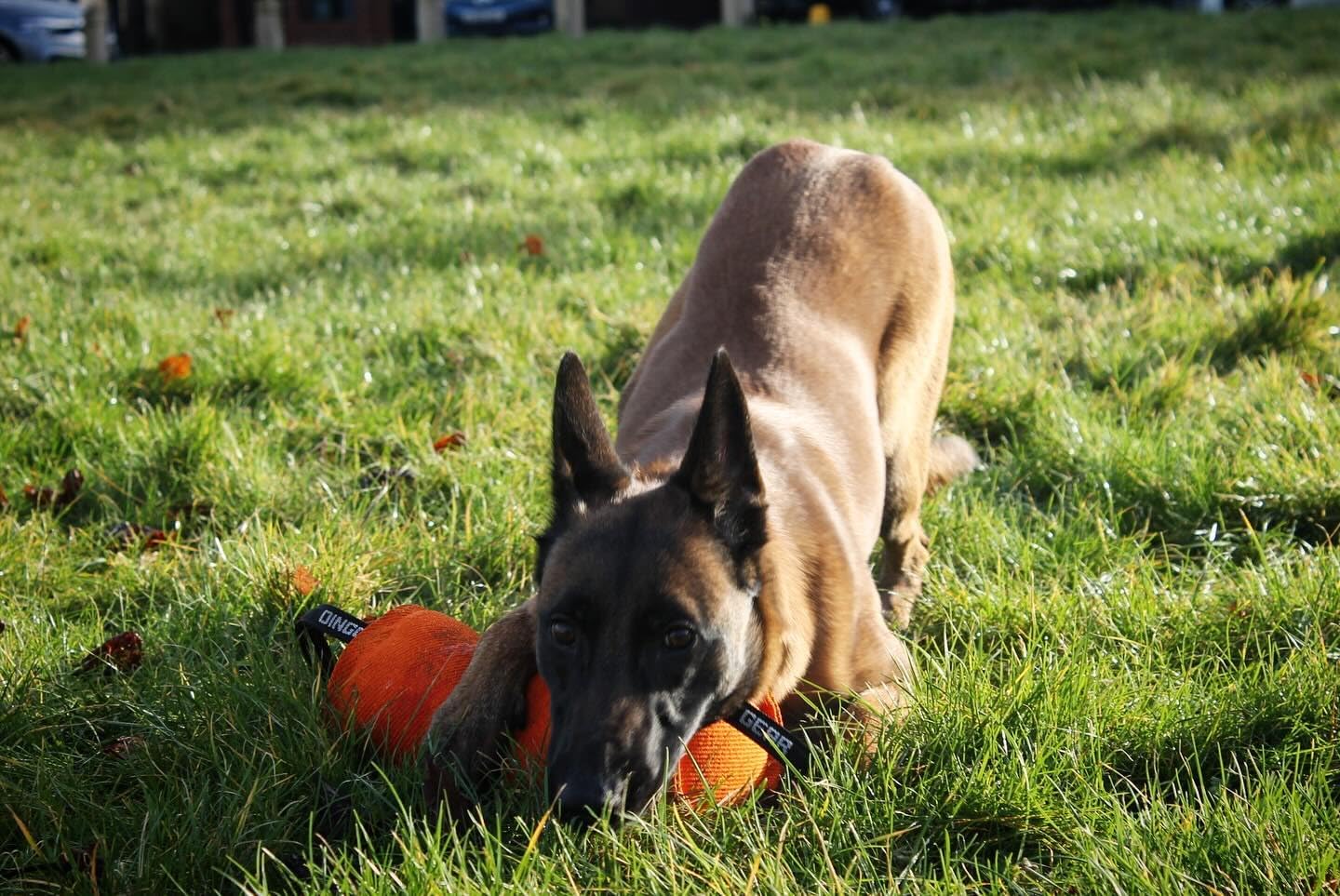 Tug Toy for Strong Dog, Bite Training, IGP, Fun, French Linen, Candy Blue Berta Dingo Gear S00097