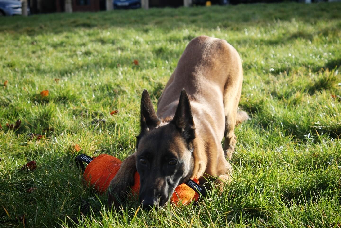 DINGO GEAR Berta Tug Toy a forma di caramella per addestramento al morso, IGP, Fetch, Prey Drive, obbedienza, sport per cani, rimorchiatore in materiale francese con 2 manici, blu (S00097)