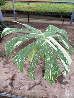 モンステラ タイコンステレーション 4寸