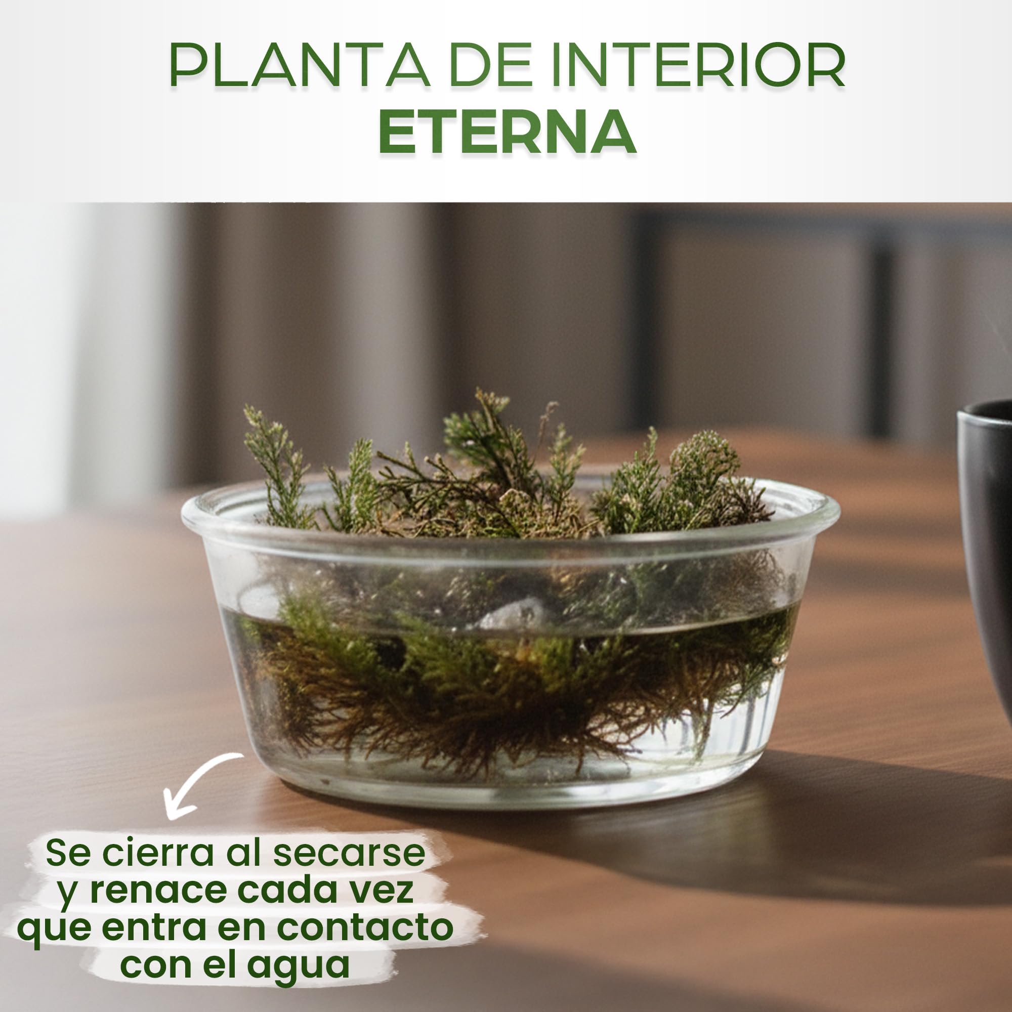 Rosa de Jericho x2 - Planta Natural Auténtica Rosa de Jerico - Flor de Jerico Verdadera para Decoración - Rosa del Desierto Viva - Ideal para Regalos y Feng Shui
