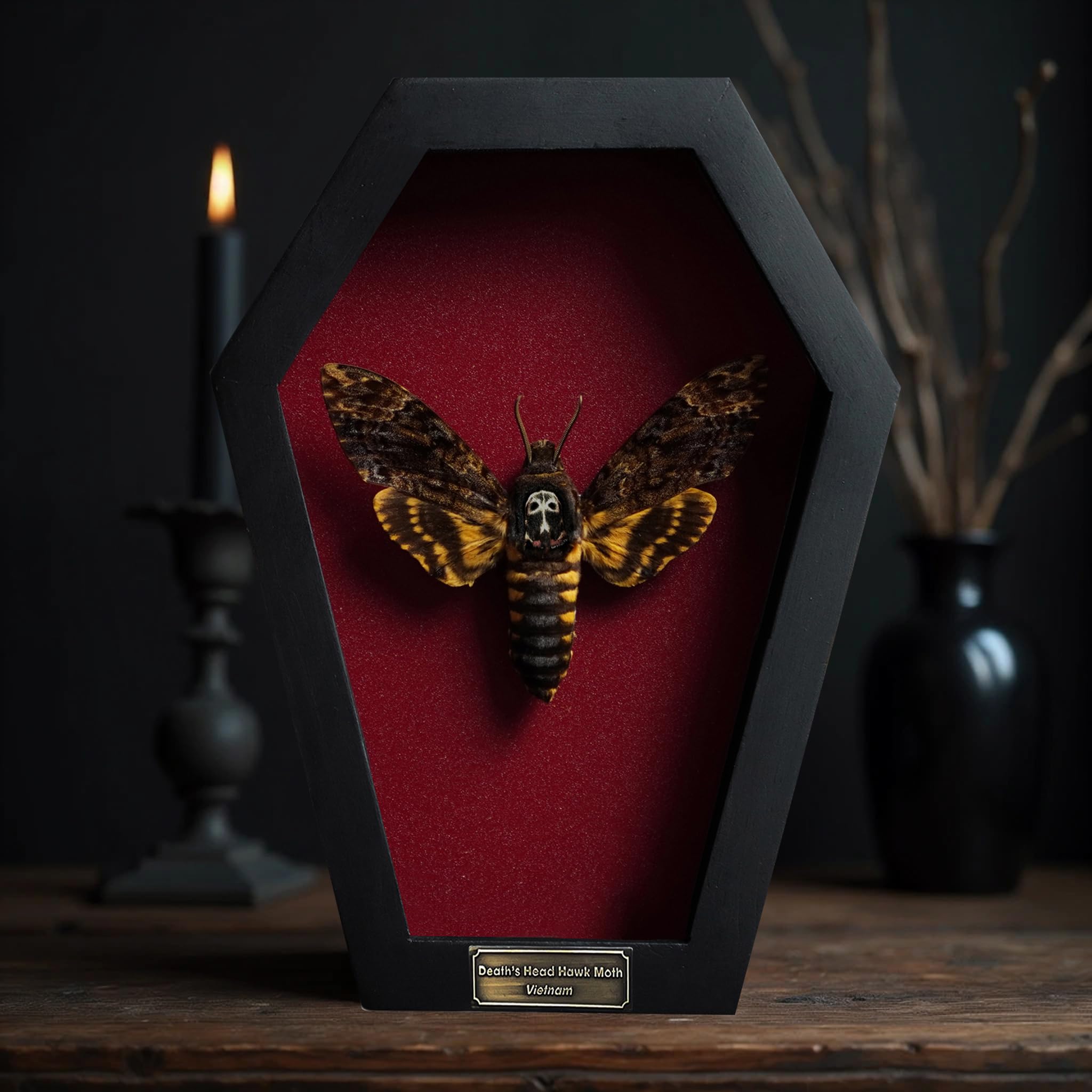Real Death Head Moth White Skull Acherontia Gothic Witchy Spooky Halloween Butterfly Entomology Shadow Box Insect Oddity Curiosities Taxidermy Wall Art Home Decor Living Gallery CF18-01-DO-MT: 01-white Skull-red Coffin