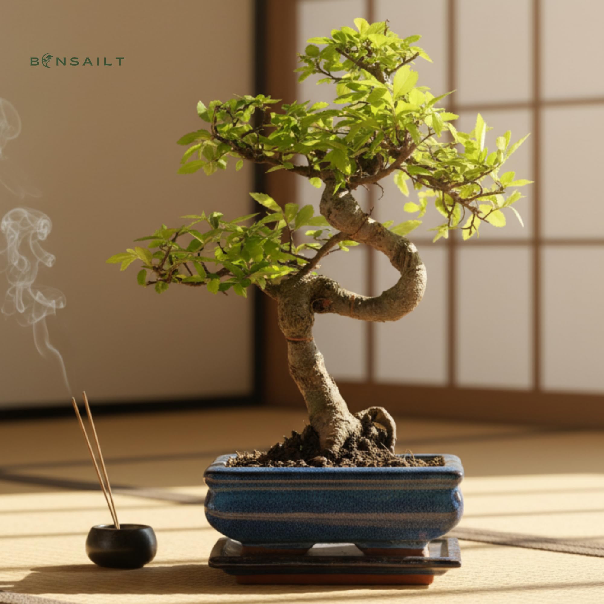 Bonsai Baum mit Keramik Blumentopf - Chinese elm - ca. 7 Jahre (15 cm Schale, ca. 7 Jahre)