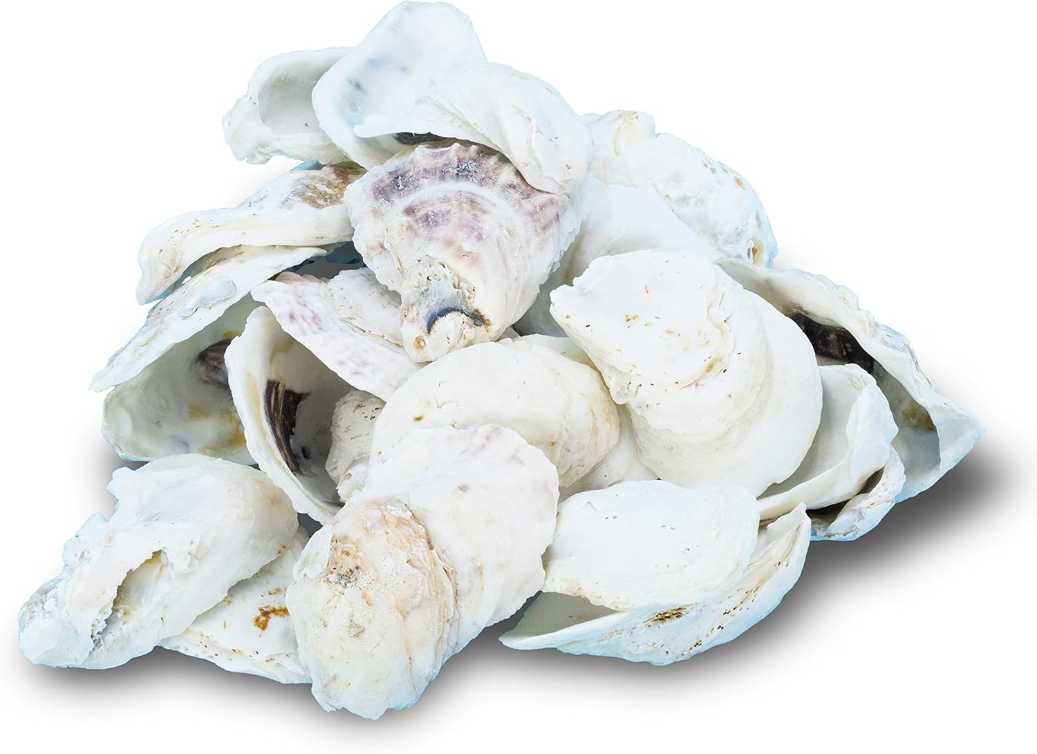 Undrilled Large Oyster Shells- 3-4” Natural Oyster Shells for Decoration or Crafting Product (Undrilled)