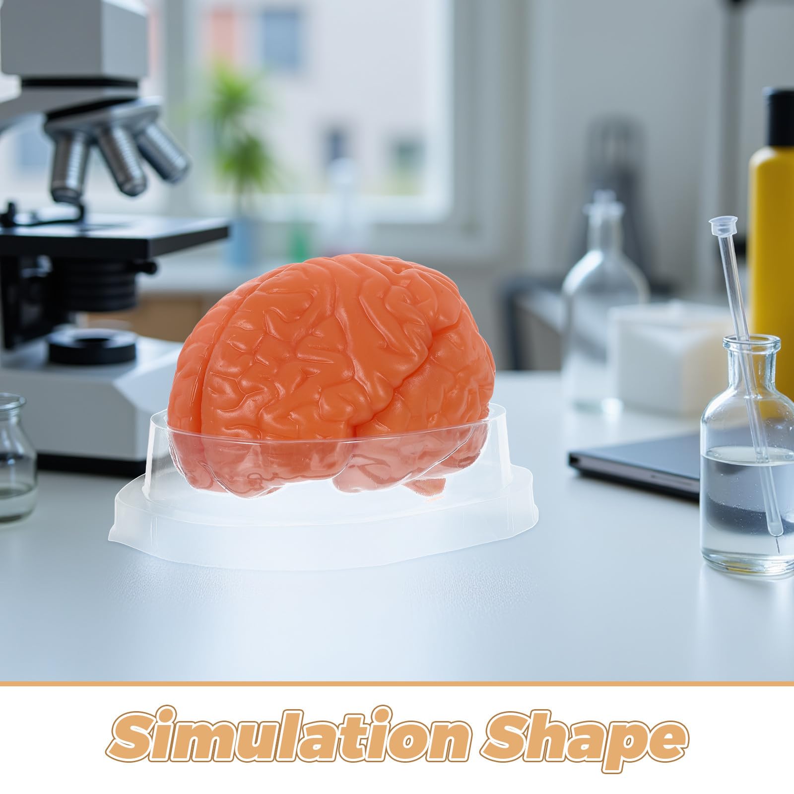 Modelo Anatómico del Cerebro de 3 Partes en Pvc Café | Sección Detallada, Réplica Anatómica Precisa, para Laboratorios de Ciencia y Exposición Educativa en Biología