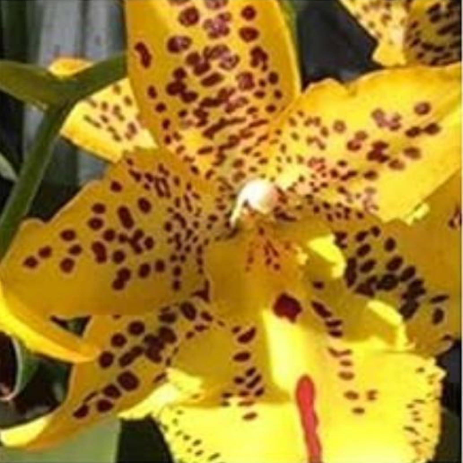 Cymbidium,Vari Colori,perenni,splendente e vivace,Ambiente Paesaggistico,Decorazione del giardino.-10Cymbidium pezzo-E