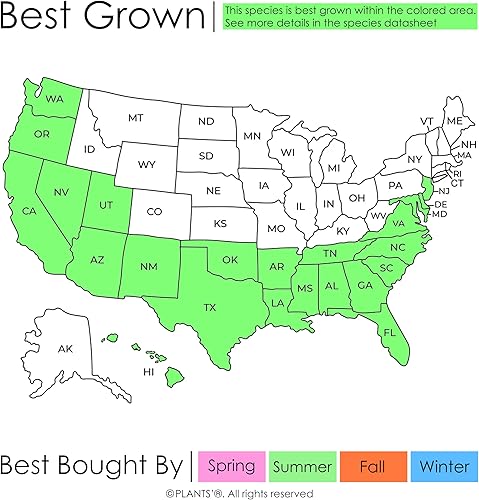 Miniatura 2 de Pino Australiano  Semillas Premium  Casuarina cunninghamiana  Plants' (Premium Seeds, 30)
