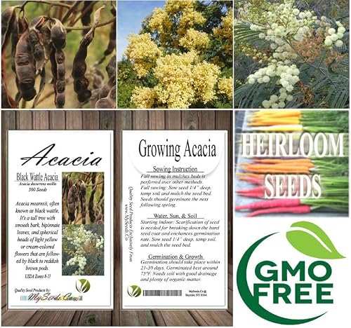 Acacia Decurrens Mollis (Black Wattle) Tree Seed, Sweet Powdery Floral Note With Light Green And Woody Nuances, You Choose The Quantity (1 Pack) #TOP7