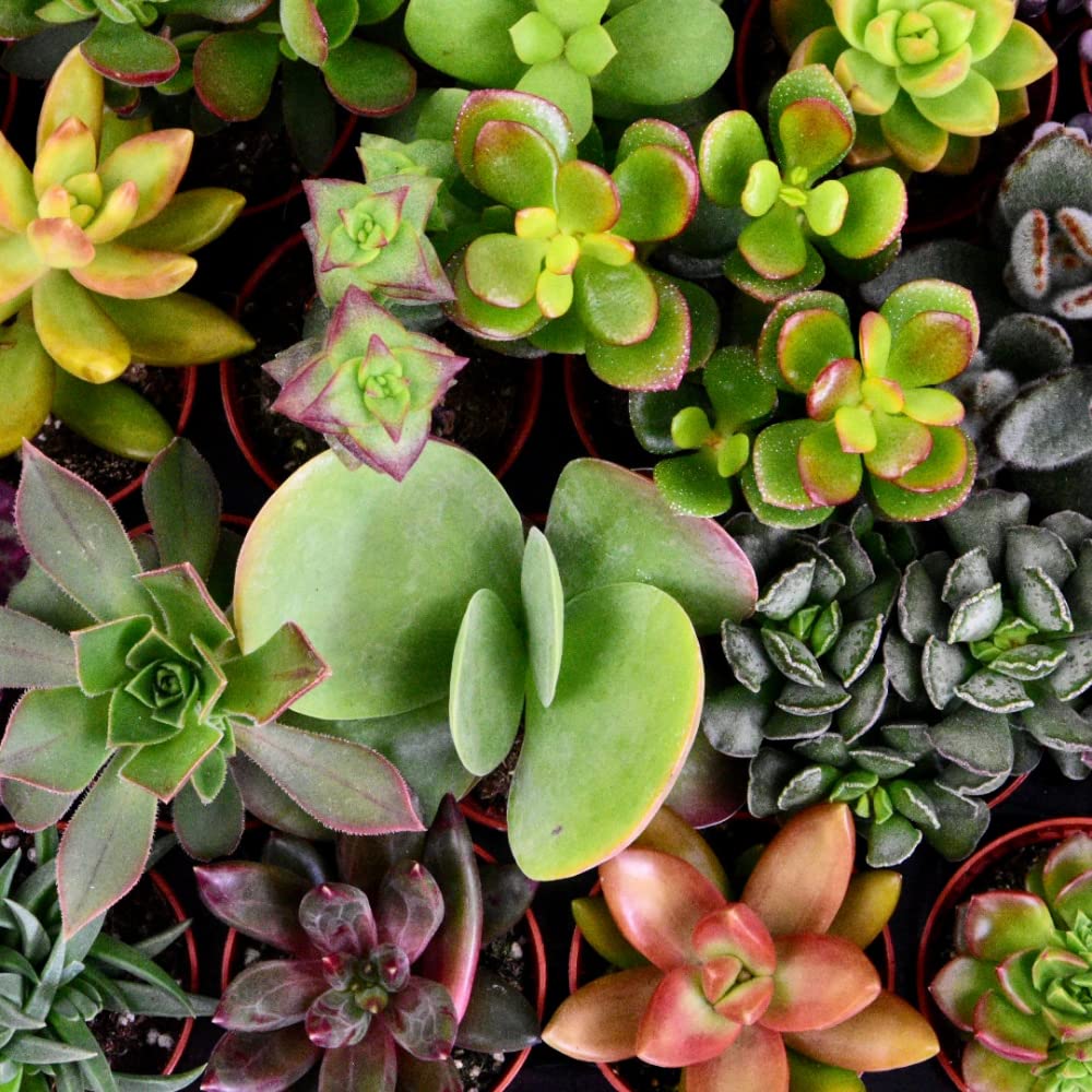 Mini Sukkulenten Mix im Ø 5.5 cm Pflanztopf - 30 Stück - Succulenten Fettpflanzen Zimmerpflanze Kakteen Kaktus - Höhe: 5-10 cm