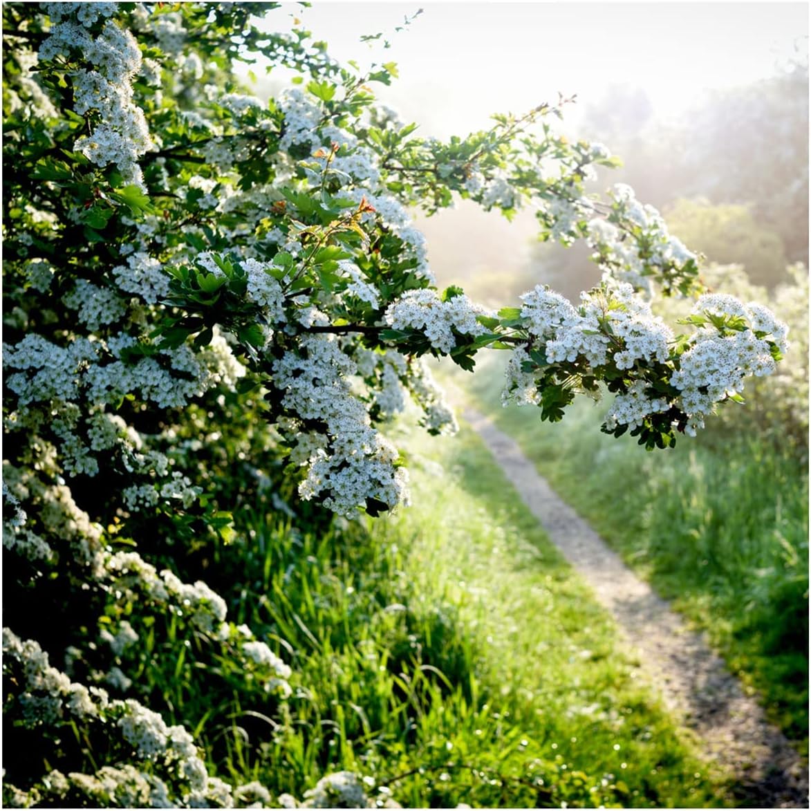 25 Hawthorn Hedging Plants, 3-4ft Extra Large Hedge, Native Hawthorne, Quickthorn 3fatpigs®