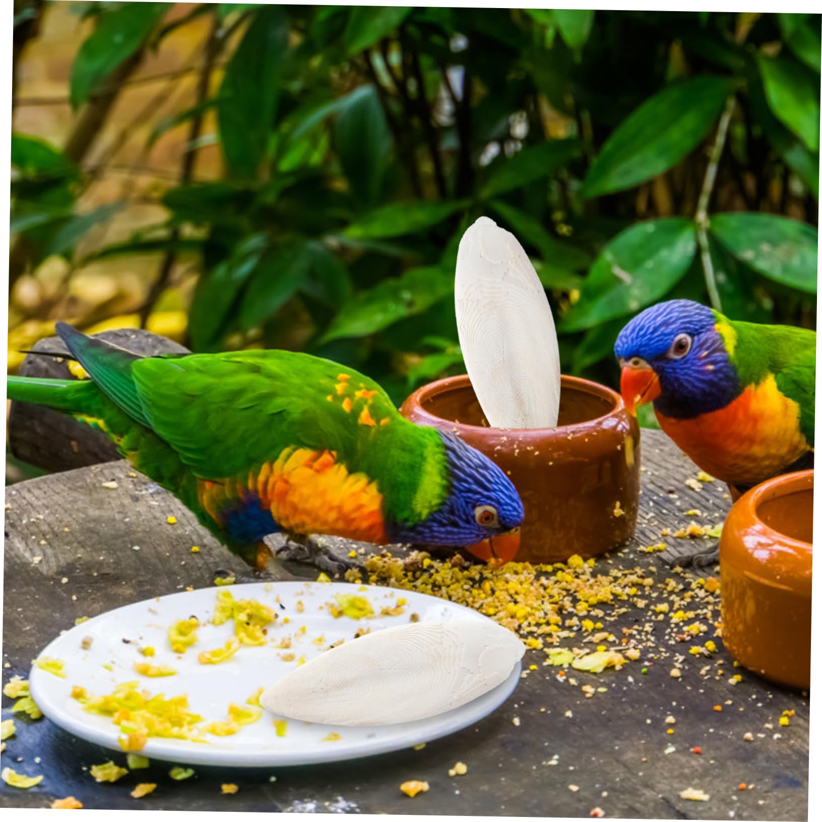 POPETPOP 24stücke Cuttlebone Kauspielzeug Für Haustiere Zahnpflege Und Training Für Hunde Katzen Papageien Und Andere Kleintiere Sicheres Und Natürliches Material