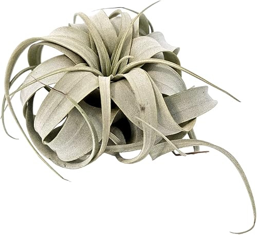 Miniatura 8 de Tillandsia Air Plant Xerographica Extra Grande - Soporte para plantas de aire sostenible colgante de bambú único