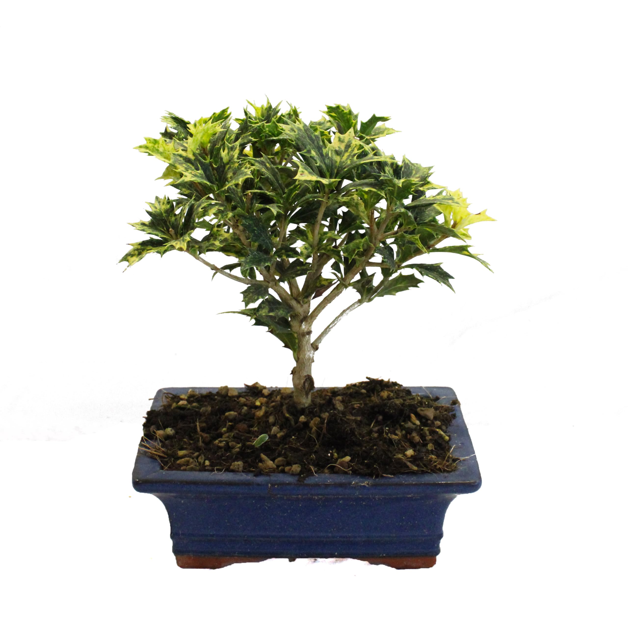 KENTIS - Osmanthus Bonsai - Echter Bonsai Baum - Echte Pflanzen im Freien - Winterharter Outdoor Pflanze - H 20-25 cm Keramiktopf Ø 19 cm