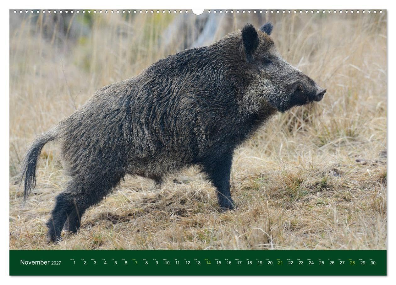 Wild Boars (Wall Calendar 2027 DIN A2 landscape), CALVENDO 12 Month Wall Calendar: An outstanding and memorable collection of wildlife pictures.