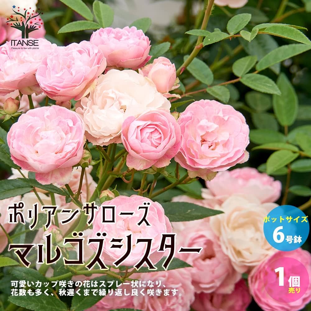 the virgins バレッタ アイボリー ローズ バラ 薔薇 the Virgins - 新品未使用品♡the virgins♡ローズリボンヘア